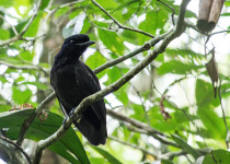 Long-wattled umbrellabird