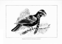 Long-wattled umbrellabird