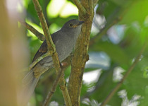 Long-wattled Umbrellabird