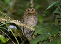 Long-whiskered Owlet