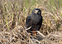 Long-winged Harrier