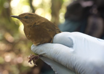 Lopez's Bush Warbler
