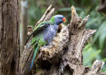 Lord Derby's parakeet