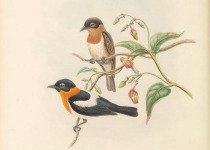 Lord Howe Gerygone