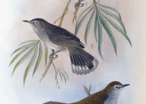 Lord Howe Gerygone