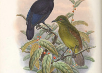 Loria's Bird-of-Paradise