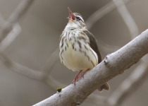 Louisiana Waterthrush