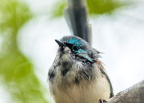 Lovely Fairywren