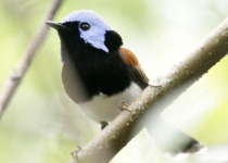 Lovely Fairywren