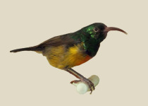 Loveridge's Sunbird