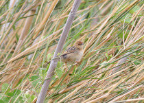 Luapula Cisticola