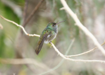 Lucifer Hummingbird