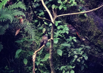 Ludovico's hummingbird