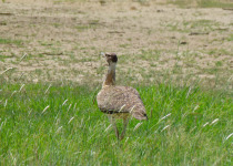Ludwig's Bustard
