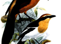 Luehder's Bushshrike