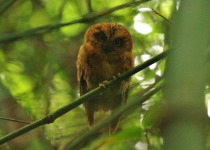 Luzon Scops Owl