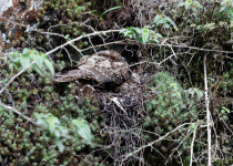Lyre-tailed Nightjar