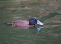 Maccoa Duck