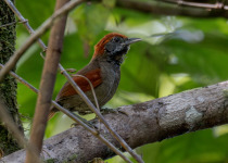 MacConnell's spinetail