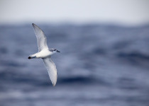 MacGillivray's Prion