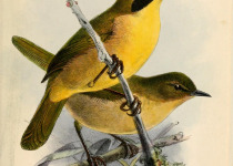 MacGillivray's Warbler