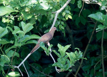 Mackinlay's Cuckoo-Dove