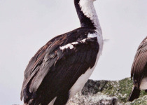 Macquarie Shag