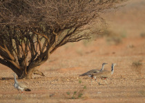 Macqueen's Bustard