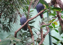 Madagascan Blue Pigeon