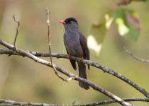 Madagascan Bulbul