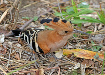 Madagascan Hoopoe
