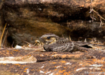 Madagascan Nightjar