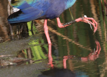 Madagascan Purple Swamphen