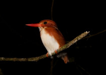 Madagascar Kingfisher