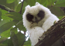 Madagascar Long-eared Owl