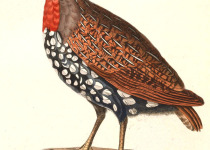 Madagascar Partridge