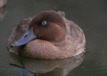 Madagascar pochard