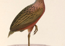 Madagascar Rail