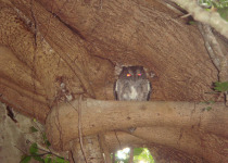 Madagascar Scops Owl