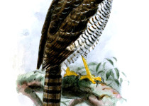 Madagascar Serpent Eagle
