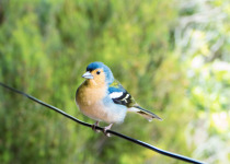Madeira Chaffinch