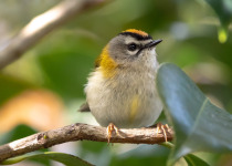 Madeira Firecrest