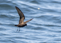 Madeiran Storm Petrel