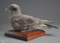 Madeiran Storm Petrel