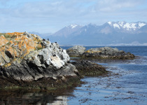 Magellanic Cormorant