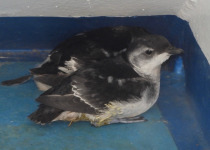 Magellanic Diving-Petrel