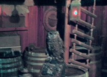 Magellanic Horned Owl