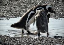 Magellanic Penguin