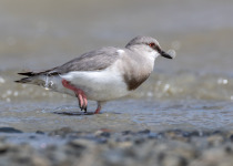 Magellanic Plover