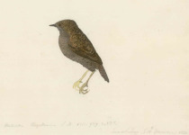 Magellanic Tapaculo